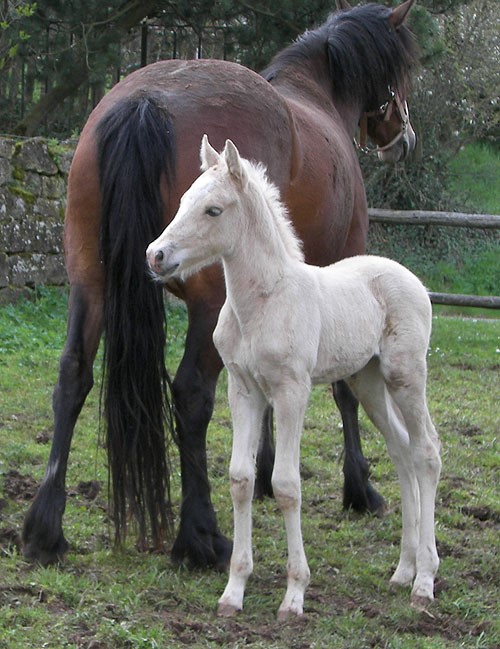 Epona Diva